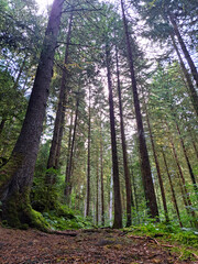 Obraz premium Colorful daylight Forest scene near Bad Teinach Zavelstein Germany