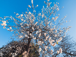 Almond Flowers in the new spring season