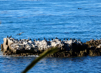 Migrating wildlife off the Southern California coast