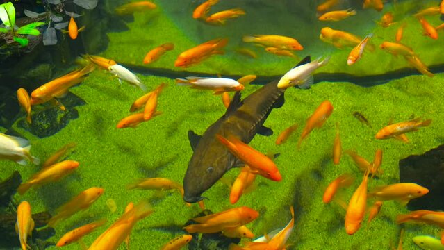 oxydoras niger swimming with cichlids in an aquarium