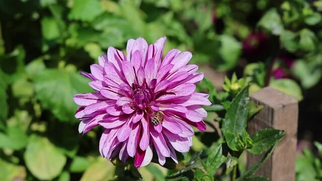 Bee climbing on marbled purple dahlia in summer garden macro video