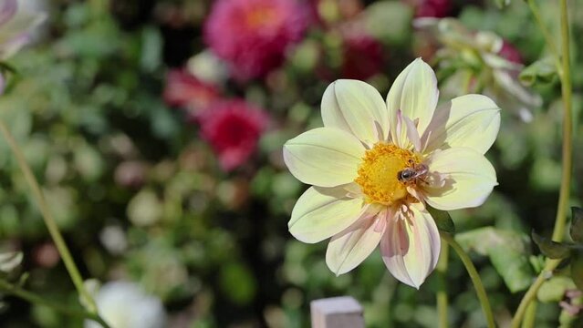 Bee climbing on yellow and pink Collarette Dahlia in summer garden 