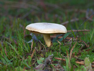 Calocybe gambosa