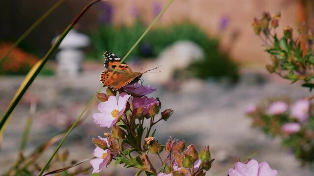 Painted Lady Butterfly on Pink Flowers in a Garden
