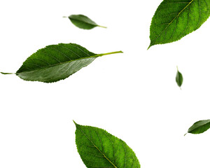 green leaves isolated rendering
