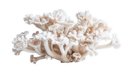 White fungus on isolated white background