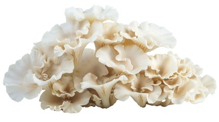 White fungus on isolated white background