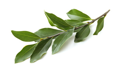 “A top view image of a single laurel branch. This isolated image showcases the greenery and nature of the leaf. It’s a perfect representation of plant life, herbs, and organic freshness.