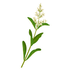 Vector illustration, privet plant, scientific name Ligustrum vulgare, isolated on white background. - obrazy, fototapety, plakaty