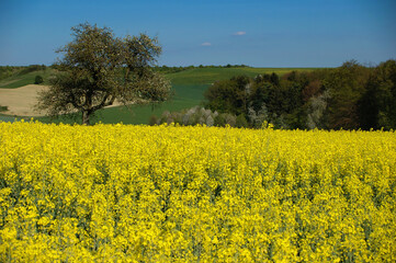 Obraz premium Blossoming Canola Field on a Sunny Day