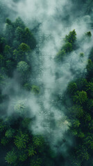 Foggy forest, Foggy forest background, for social networks

