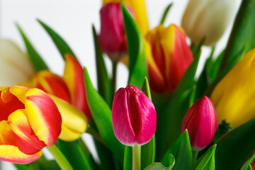 Tulip bud close up. Fresh spring flower. Springtime symbol.
