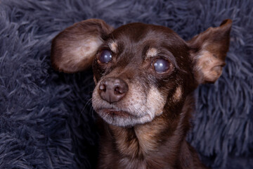 Old senior black pinscher male with cataract