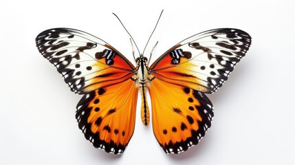 Vivid Orange and White Butterfly with Patterned Wings Isolated on White Background.