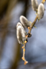 Palmkätzchen die ersten Boten des Frühlings