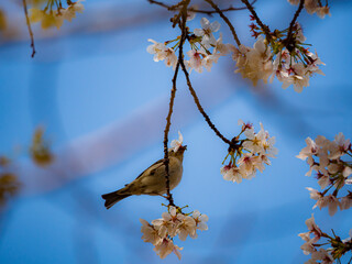 桜の花をくわえるスズメ