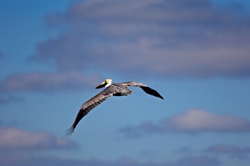 Fototapeta na wymiar Flying Pelican 