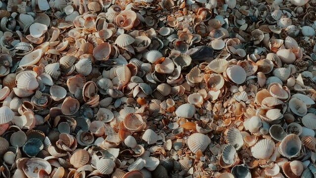 Sunset on the beach in Golubitskaya. Shell beach. Seashells are gifts of the sea. The shell coast of the Sea of Azov. The amazing light of nature. The background of the natural environment. 4K