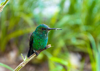 Hummingbird sitting on a leaf. Close-up photography of hummingbird. Resting Hummingbird.