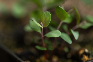 Eucalyptus seedlings