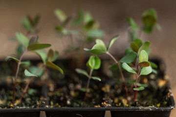 Eucalyptus seedlings