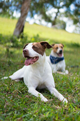 Pitbull and jack russell terrier sitting on grass