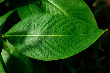 Green leaf background
