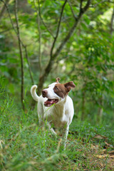 Happy dog running in the forest