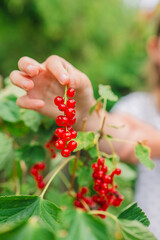 currant summer harvest.Red berries picking in the summer garden. harvest bunch in a childs hand.hild collects red currants from a bush 