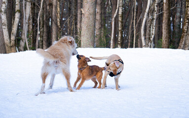 three beautiful dogs of no defined breed play in the snow in the middle of the forest