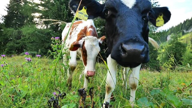 Calves graze on a meadow in the Austrian mountains.Lungau, Austria.Animal husbandry and agriculture concept.Breeding and rearing cows. 4k footage