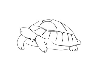 Turtle Single Line Drawing Ai, EPS, SVG, PNG, JPG zip file