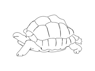 Turtle Single Line Drawing Ai, EPS, SVG, PNG, JPG zip file