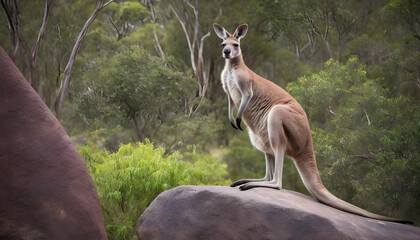 A formidable Kangaroo standing on a rock surrounded by trees and vegetation. Splendid nature concept.