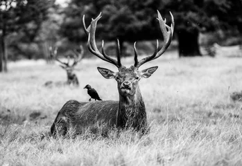 Fotobehang deer in the woods © Toby