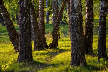 Zelfklevend Fotobehang Evening view of a picturesque birch grove © PhotoChur