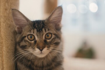 見つめる猫