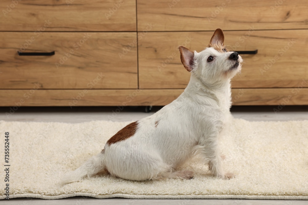 Sticker Cute dog near wet spot on rug indoors