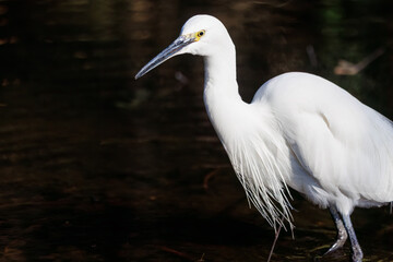 小エビを捕らえた美しいコサギ（サギ科）。

日本国東京都文京区、小石川植物園にて。
2024年2月10日撮影。

A beautiful little egret (Egretta garzetta, family comprising egrets) catching a small shrimp.

At Koishikawa botanical park, Bunkyo-ku, Tokyo,