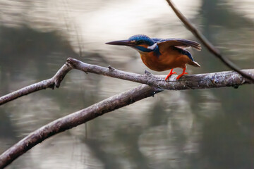餌を捕らえるために水に飛び込む可愛いカワセミ（カワセミ科）。

日本国東京都文京区、小石川植物園にて。
2024年2月10日撮影。

Lovely Kingfisher (family comprising Alcedo kingfishers) diving to catch their prey.

At Koishikawa botanical garden, Bunkyo-ku, Toky