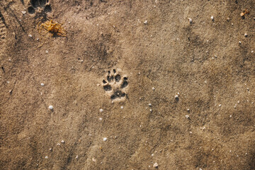 paw print in the sand