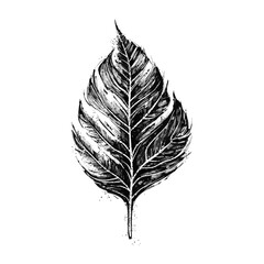 Hand drawn leaf. Ink sketch. Vector illustration isolated on white background