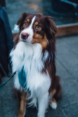 portrait of brown and white Australian shepherd dog sitting upright