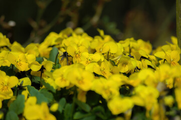 Golden Pansy Flower Bed in Sunlight