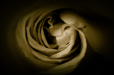 Brązowa róża  © Pawel Filusz