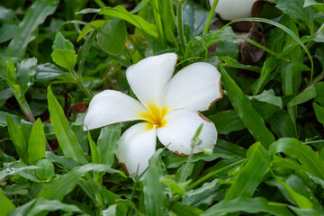Beautiful white flower on the green grass