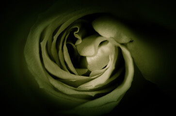 Brązowa róża © Pawel Filusz