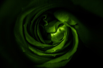 Zielona róża © Pawel Filusz