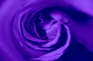 Fioletowa róża © Pawel Filusz