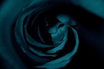 Grafitowa róża © Pawel Filusz